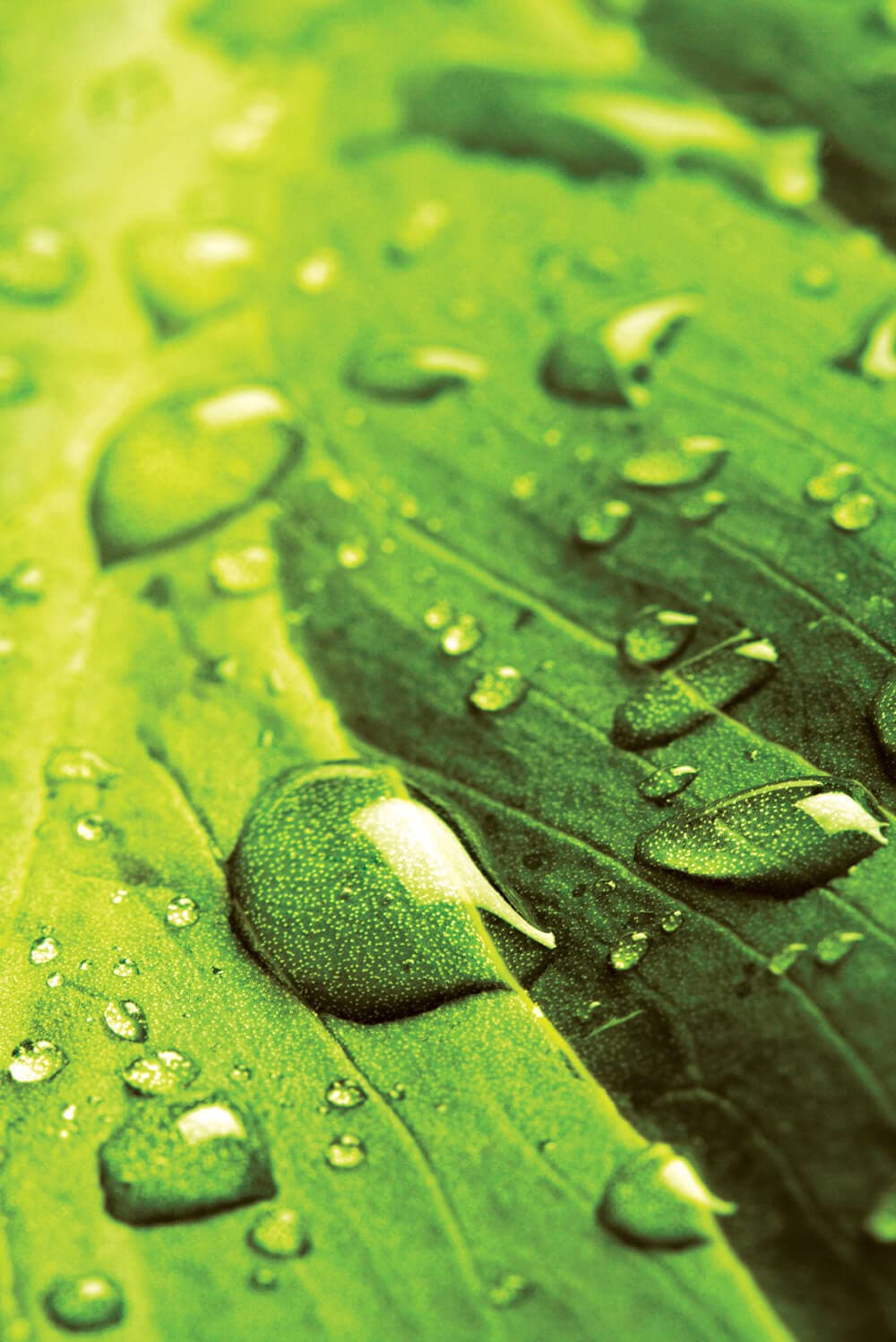 iStock_000006153991Medium